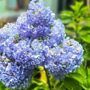 Nikko Blue Hydrangea Live Plant – 12-18