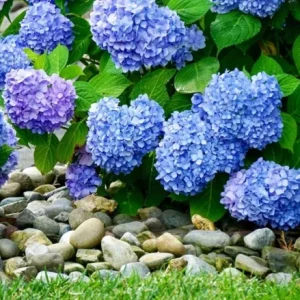 Nikko Blue Hydrangea Live Plant – 12-18