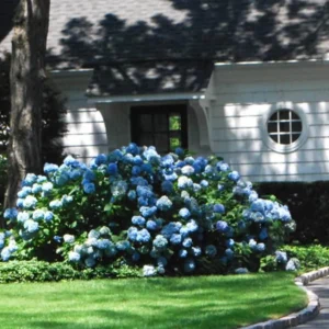 Nikko Blue Hydrangea Live Plant – 12-18