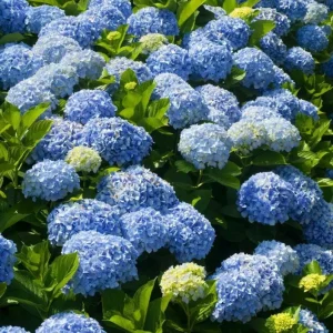 Nikko Blue Hydrangea Live Plant – 12-18" Tall in 2.5" Pot – Blue Mophead Flowers - Image 1