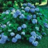Nikko Blue Hydrangea Live Plant – 2-Pack – 2.5” Pot – Outdoor Shrub - Image 1