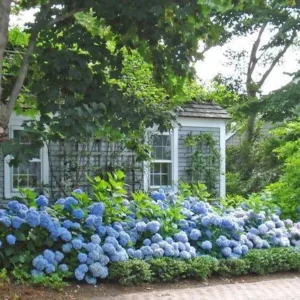 Nikko Blue Hydrangea Live Plant – 2-Pack – 2.5” Pot – Outdoor Shrub - Image 3