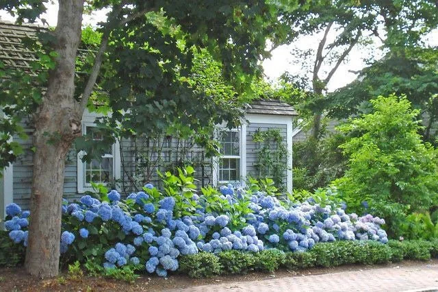 Nikko Blue Hydrangea Live Plant – 2-Pack – 2.5” Pot – Outdoor Shrub - Image 3