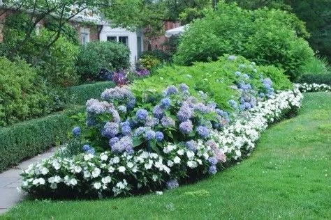 Nikko Blue Hydrangea Live Plant – 2-Pack – 2.5” Pot – Outdoor Shrub - Image 4