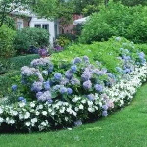 Nikko Blue Hydrangea Live Plant - 2.5 Inch Pot - Outdoor Flowering Shrub - Image 3