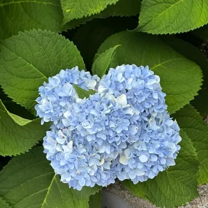 Nikko Blue Hydrangea Live Plant – 3.5 in Pot, 6-14 in Height – Deciduous Shrub - Image 3
