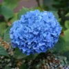 Nikko Blue Hydrangea Live Plant - 6-12" Tall, 1 Quart Pot, Outdoor Shrub - Image 1