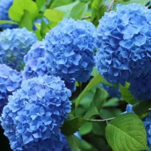 Nikko Blue Hydrangea Live Plant - 6-12