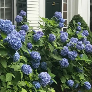 Nikko Blue Hydrangea Live Plant - 6-12