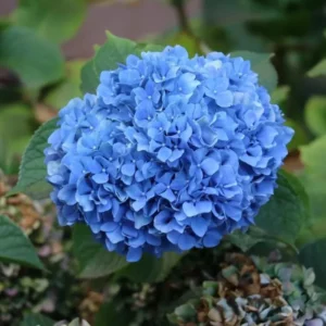 Nikko Blue Hydrangea Live Plant - 6-12