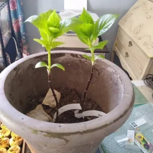 Nikko Blue Hydrangea Live Plant - 6-12