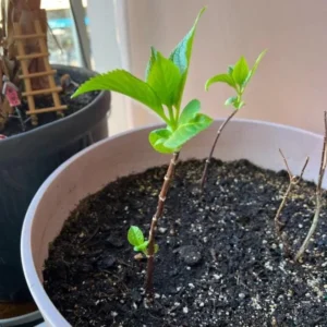 Nikko Blue Hydrangea Live Plant - 6-12