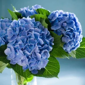 Nikko Blue Hydrangea Live Plant – Shrub, Quart Pot (6-10