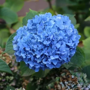 Nikko Blue Hydrangea Live Plant – Shrub, Quart Pot (6-10") – Outdoor - Image 1