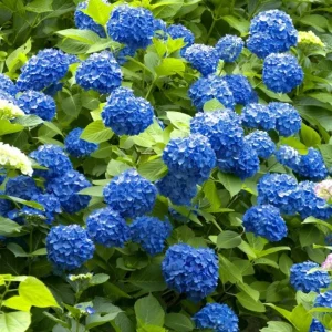 Nikko Blue Hydrangea Live Plant – Shrub, Quart Pot (6-10