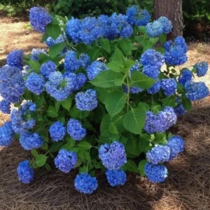 Nikko Blue Hydrangea Live Plant – Shrub, Quart Pot (6-10