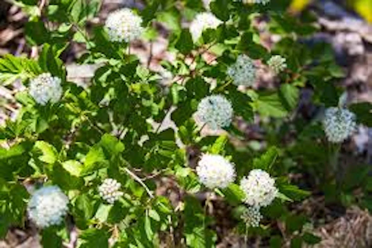 Ninebark Live Plant 12-24in Tall - Hardy Deciduous Shrub Physocarpus opulifolius - Image 3