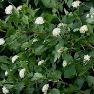 Ninebark Live Plant 12-24in Tall - Hardy Deciduous Shrub Physocarpus opulifolius - Image 4