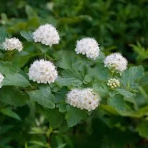 Ninebark Live Plant 12-24in Tall - Hardy Deciduous Shrub Physocarpus opulifolius - Image 5