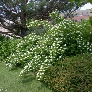 Ninebark Physocarpus opulifolius Live Plant - Bare Root Shrubs - 12-18 Inches Tall - Set of 2 - Image 2