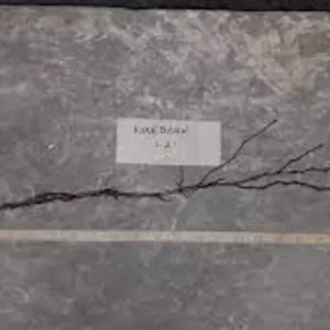 Ninebark Plant Live Shrub – Physocarpus opulifolius – 12-24in Tall – Hardy Deciduous Outdoor - Image 2