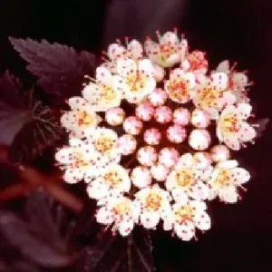 Ninebark Shrub Live Plant - Summer Wine® - Showy Flowers - Hardy - 5-6 ft - Image 3