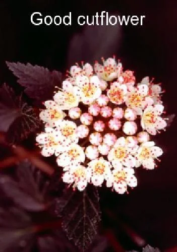 Ninebark Shrub Live Plant - Summer Wine® - Showy Flowers - Hardy - 5-6 ft - Image 3