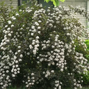 Ninebark Shrub Live Plant - Summer Wine® - Showy Flowers - Hardy - 5-6 ft - Image 1