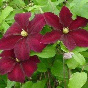 Niobe Clematis Vine - Live Plant - Deep Ruby Red Flowers - 2.5