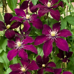 Niobe Clematis Vine - Live Plant - Deep Ruby Red Flowers - 2.5