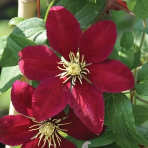 Niobe Clematis Vine - Live Plant - Deep Ruby Red Flowers - 2.5" Pot - Outdoor - Image 1