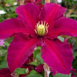 Niobe Clematis Vine - Live Plant - Deep Ruby Red Flowers - 2.5
