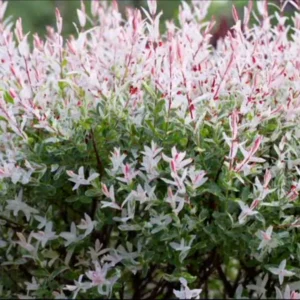 Nishiki Dappled Willow Live Plant - 2.5 inch Pot - Variegated Shrub Outdoor - Image 1