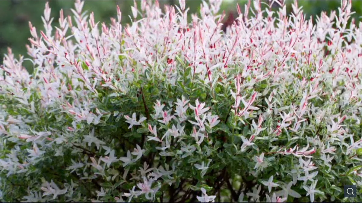 Nishiki Dappled Willow Live Plant - 2.5 inch Pot - Variegated Shrub Outdoor - Image 1