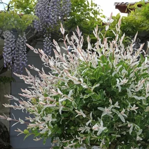 Nishiki Willow Live Plant – Quart Pot – Fast-Growing Variegated Shrub – Outdoor - Image 10