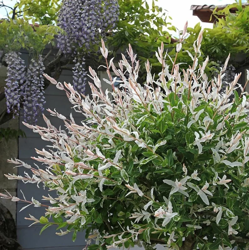 Nishiki Willow Live Plant – Quart Pot – Fast-Growing Variegated Shrub – Outdoor - Image 10