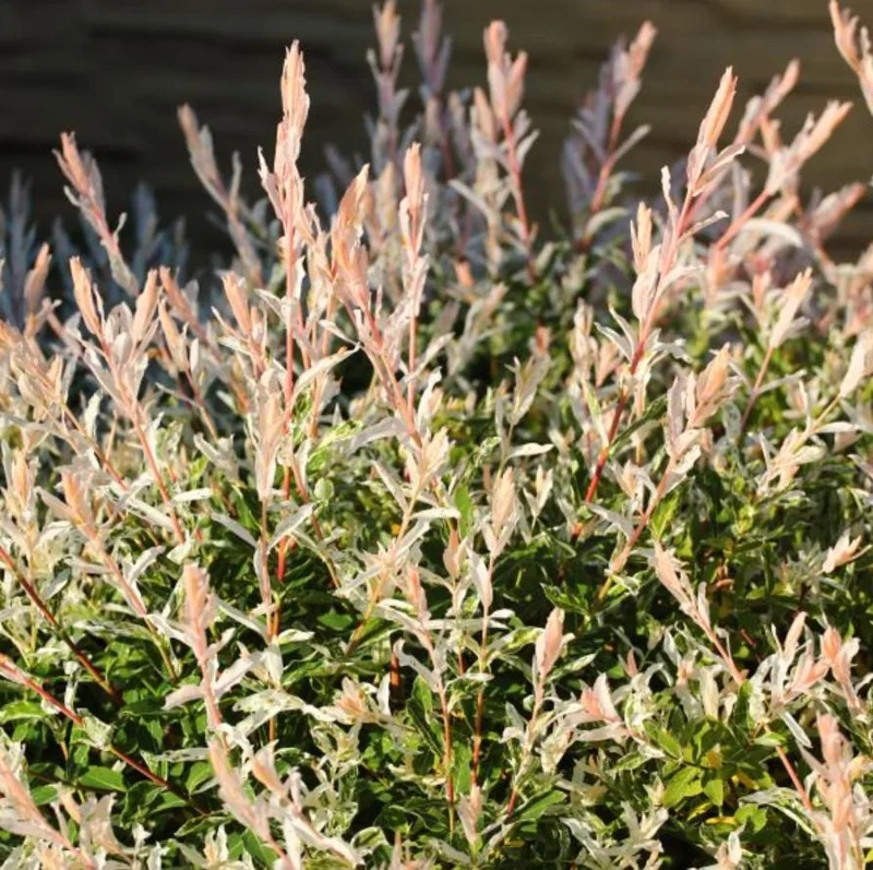 Nishiki Willow Live Plant – Quart Pot – Fast-Growing Variegated Shrub – Outdoor - Image 2