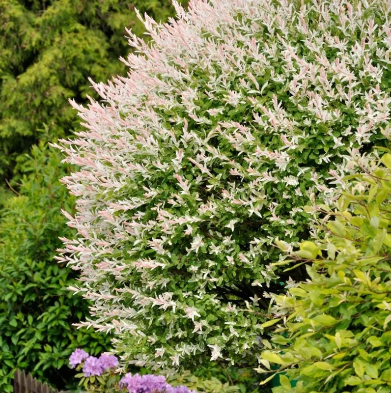 Nishiki Willow Live Plant – Quart Pot – Fast-Growing Variegated Shrub – Outdoor - Image 3