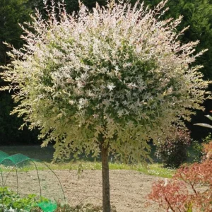 Nishiki Willow Live Plant – Quart Pot – Fast-Growing Variegated Shrub – Outdoor - Image 5