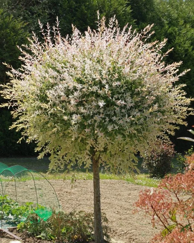 Nishiki Willow Live Plant – Quart Pot – Fast-Growing Variegated Shrub – Outdoor - Image 5