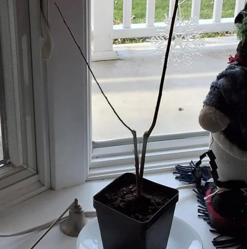 Nishiki Willow Live Plant – Quart Pot – Fast-Growing Variegated Shrub – Outdoor - Image 6