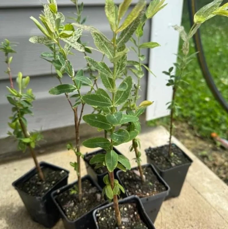 Nishiki Willow Live Plant – Quart Pot – Fast-Growing Variegated Shrub – Outdoor - Image 7