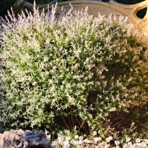Nishiki Willow Live Plant – Quart Pot – Fast-Growing Variegated Shrub – Outdoor - Image 9