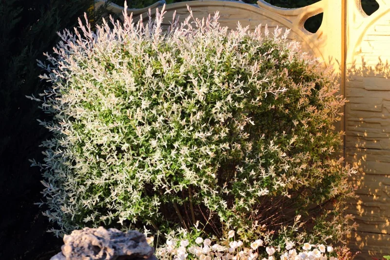 Nishiki Willow Live Plant – Quart Pot – Fast-Growing Variegated Shrub – Outdoor - Image 9