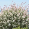 Nishiki Willow Live Plant – Quart Pot – Fast-Growing Variegated Shrub – Outdoor - Image 1