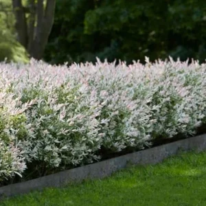 Nishiki Willow Live Plant – Salix integra 'Hakuro Nishiki' – 2.5