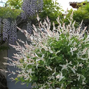 Nishiki Willow Live Plant – Salix integra 'Hakuro Nishiki' – 2.5