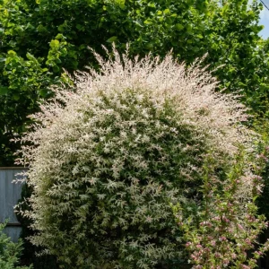 Nishiki Willow Live Plant – Salix integra 'Hakuro Nishiki' – 2.5