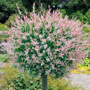 Nishiki Willow Live Plant – Salix integra 'Hakuro Nishiki' – 2.5