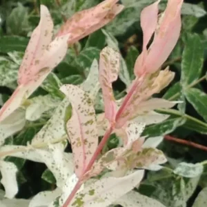 Nishiki Willow Live Plant – Salix integra 'Hakuro Nishiki' – 2.5